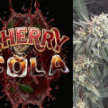 Cherry Cola Auto: automatisch bloeiende kersenbom met 25% THC