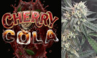 Cherry Cola Autoflower