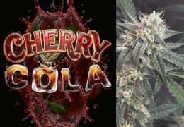 Cherry Cola Autoflower