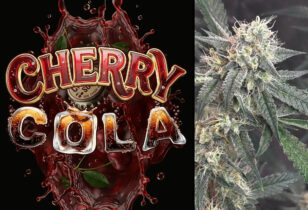 Cherry Cola Autoflower