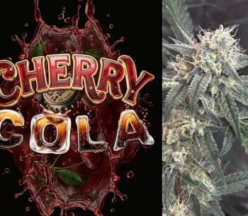 Cherry Cola Autoflower