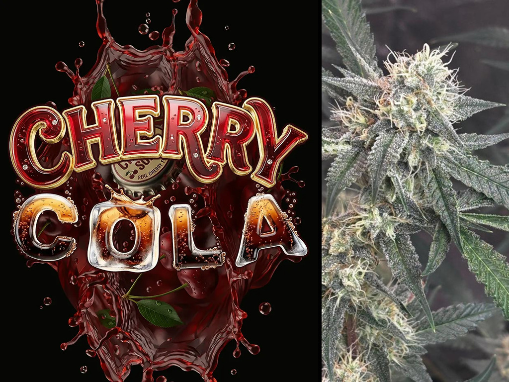Cherry Cola Autoflower