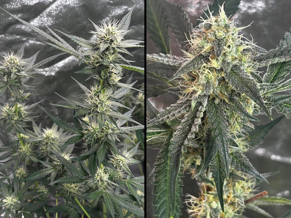 Cherry Cola Auto (wietzaadjes)