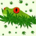 Terpenen vs. THC studie: entourage-effect op losse schroeven
