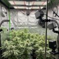 Grow cams: slimme (AI) camera's houden je wietplanten in de gaten