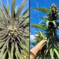 Buitenwiet test ’26 update #26: croptober levert! 🤩