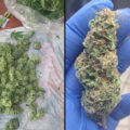 Buitenwiet test ’26 update #28: croptober continues...
