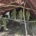 Cannabis foto’s • 6 beelden uit de oorlog tegen wiet (#111)