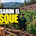 Mini-docu (11 min) Spaanse politie over slopen wietplantages in 't bos