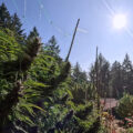 <i>Sungrown</i> & <i>Croptober:</i> Mendo Dope oogst reuzenwietplanten in Californië!