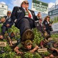 Column • ‘Van mij mogen ze cannabis weer illegaal maken’