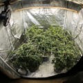 Kweek mooie compacte wietplanten in je kweektent: 23 'korte' tips!