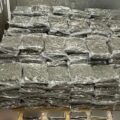 Cannabis foto’s • 6 beelden uit de oorlog tegen wiet (#112)