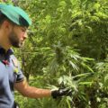 Cannabis foto’s • 5 beelden uit de oorlog tegen wiet (#114)
