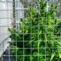 Opstand gevangenen Suriname nadat jonge bezoeker wiet meeneemt