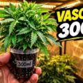Check deze gast en zijn wietplanten in een koffiebekertje van 300 ml 😱