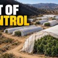 Californië legaliseerde wiet, maar toch wint de zwarte markt